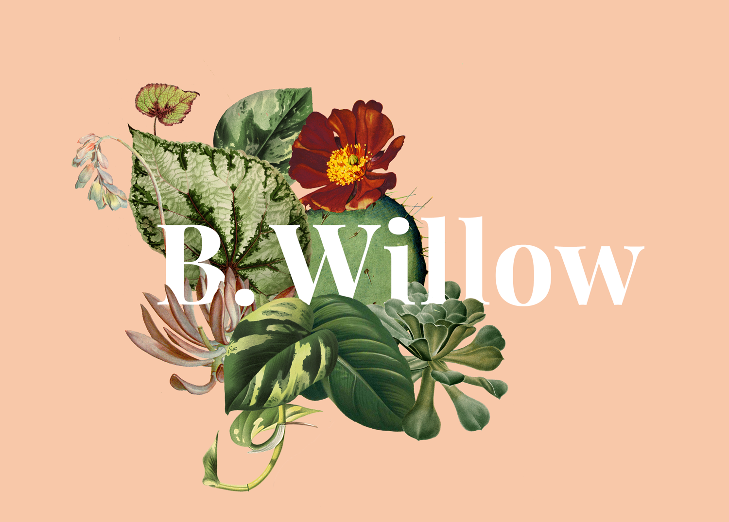 B.Willow