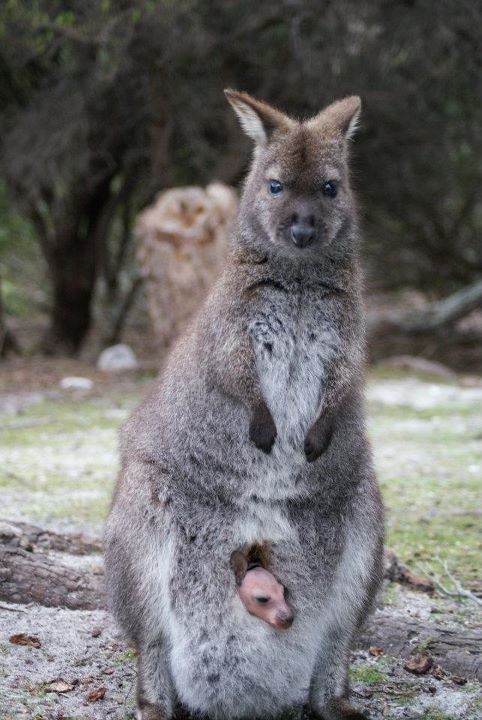 Wallaby with a joey