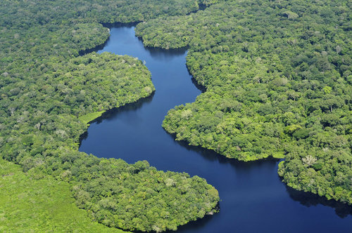 The Amazon Rainforest.jpg