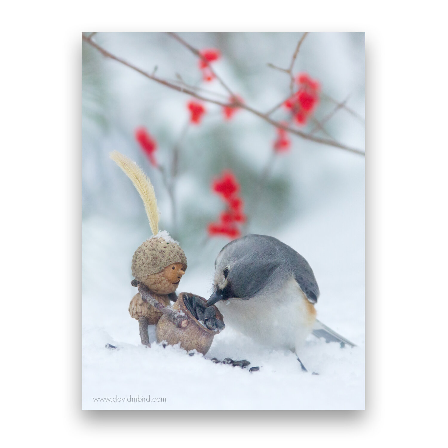 Winter Titmouse — David M Bird