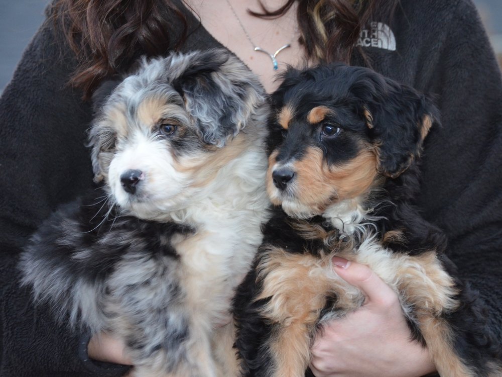 45 Top Pictures Aussie Puppies For Sale Texas - Mini F1 Aussiedoodle Puppies for Sale- Aussiedoodle and ...