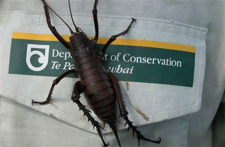  A mahoenui giant weta on a DOC staff members' uniform. Photo credit - Department of Conservation. 