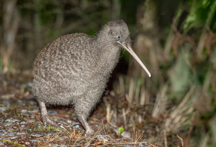  An adult great spotted kiwi in Paparoa National Park. Photo credit - Department of Conservation.&nbsp; 