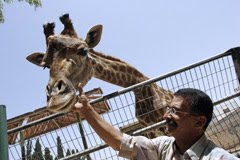 giraffe_in_Qualqilia zoo