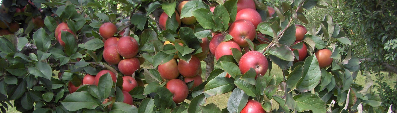 apple-orchard-for-sale-michigan.jpg