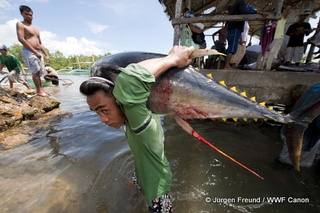 Tuna Handline Fishing in Philippines to Meet Marine Stewardship