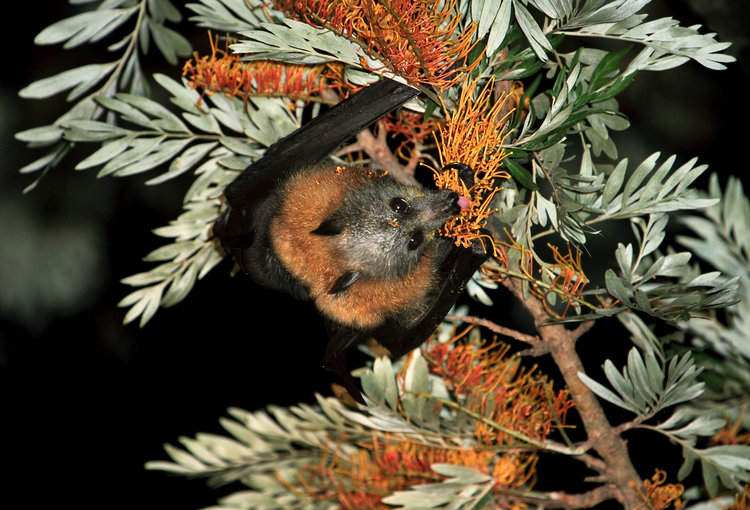 Grey-headed Floying Fox Silky Oak flowers Photo - Vivien Jones.jpg