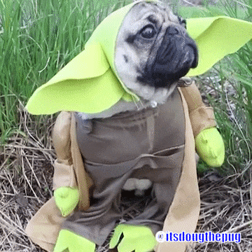 Image result for funny animals in halloween costumes gif