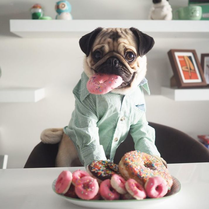 PUGS EATING DONUTS! — Pug Jokes