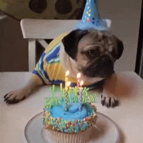 Cutest Birthday Pugs Party 2017 — Pug Jokes