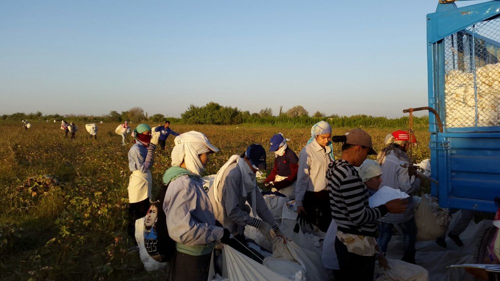 2014 Uzbekistan Cotton Harvest Audio & Photo Update