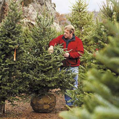 picking a christmas tree