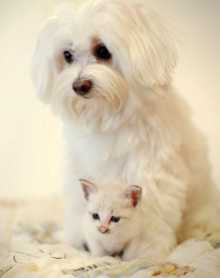 1471796835606dog-breeds-get-along-cats-6.jpeg