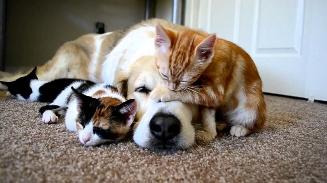 golden-retriever-dog-cats-photo-friends.jpg