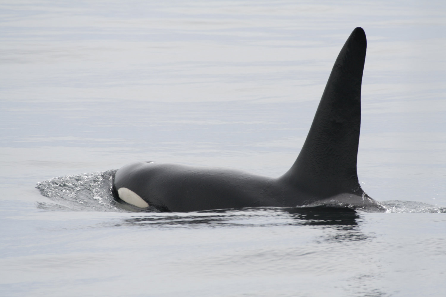A killer whale, one of the more elusive species on the west coast
