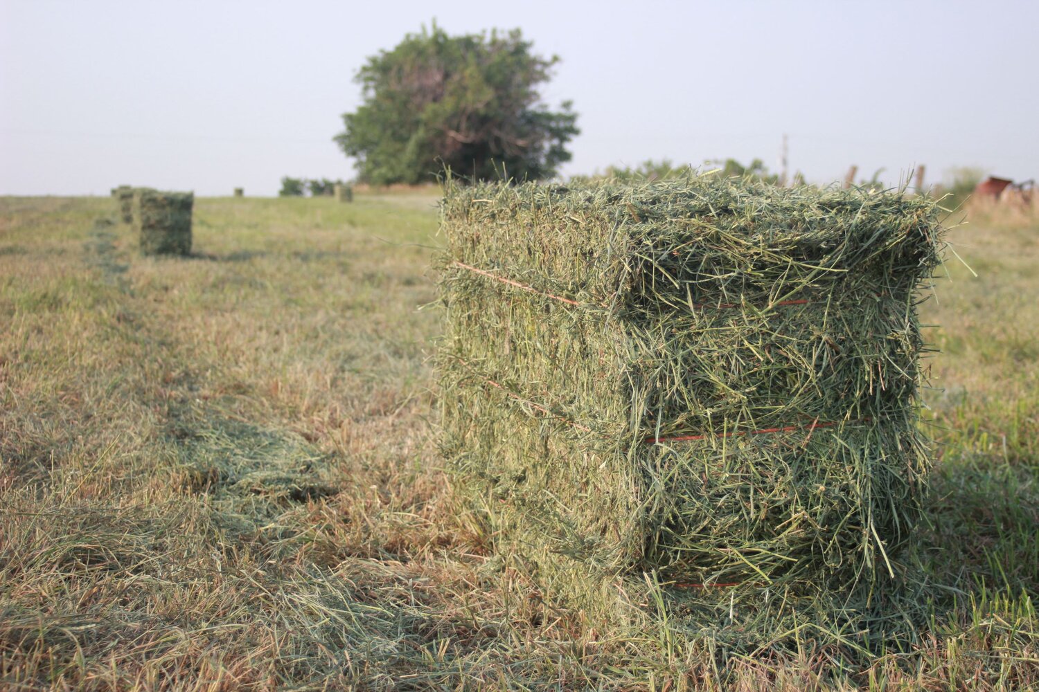What Is Alfalfa and Why Is It Important? | Jamback Farms