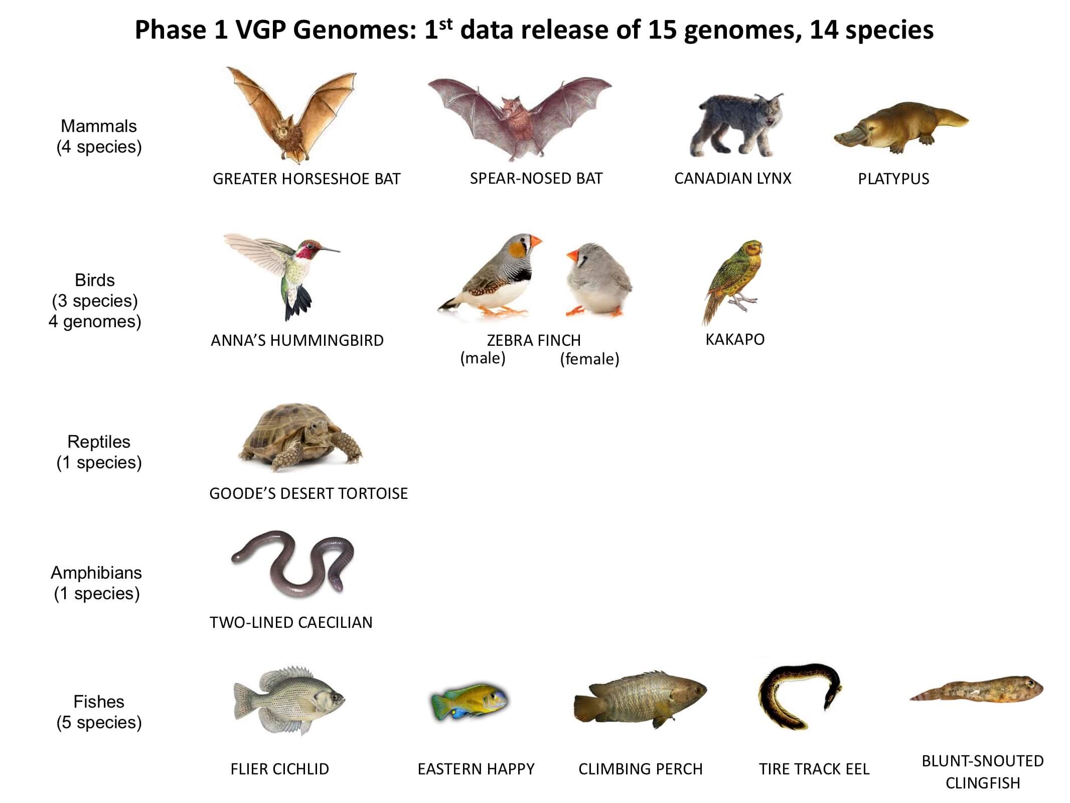 vertebrate genome progress, Sep 2018