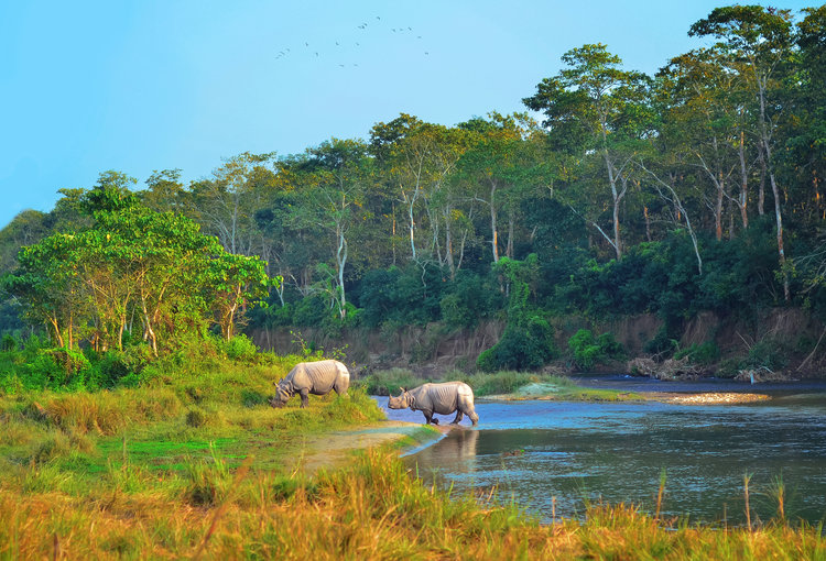 Công viên quốc gia Chitwan National Park.