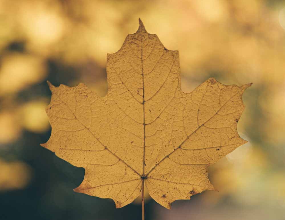 40 Inspirational Leaf Quotes for nature lovers - Walk My World