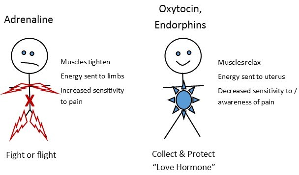 Image result for oxytocin