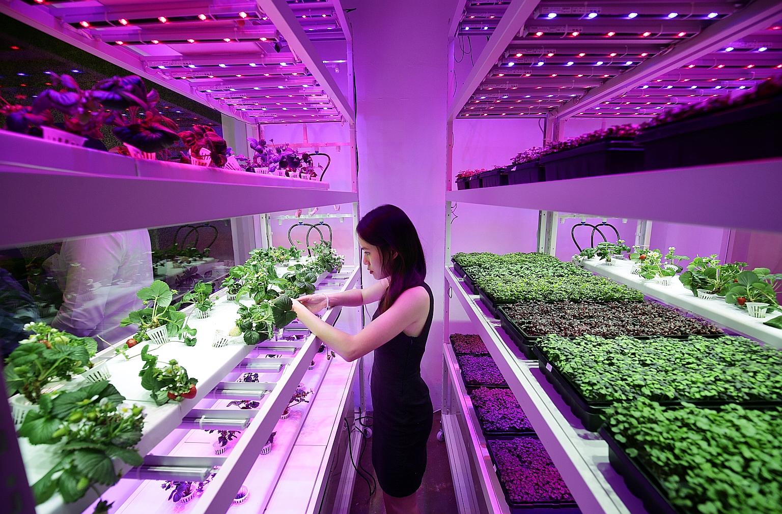 Urban Farming In Singapore Continues to Expand, Now With Strawberries