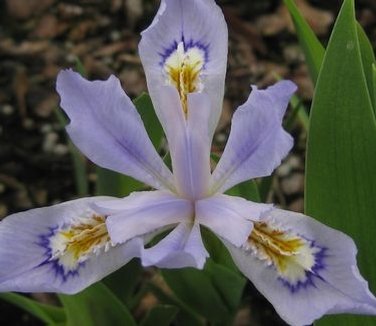 Iris cristata 'Powder Blue Giant' — issima