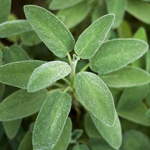 sage plant leaves and salvia officinalis herbs