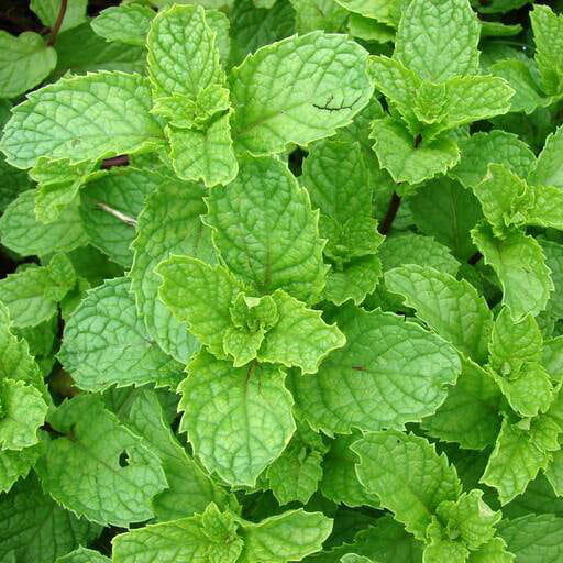 mint herbs and mint leaves