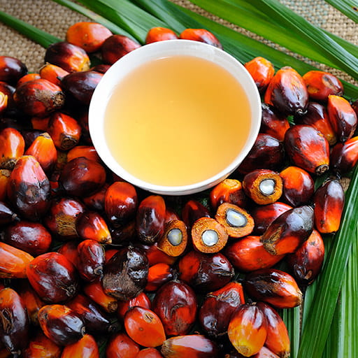 palm oil and palm fruits on tropical leaves