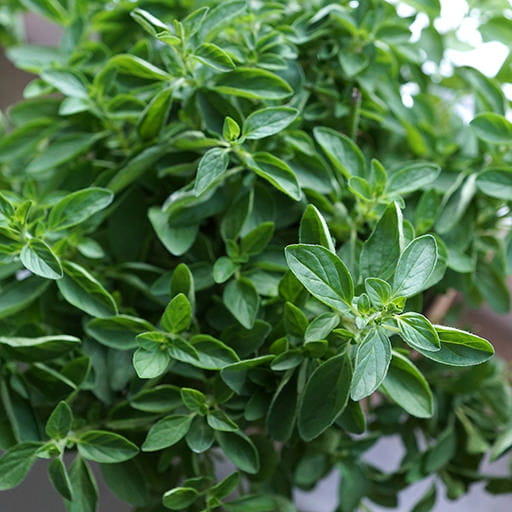 growing oregano plants and leaves