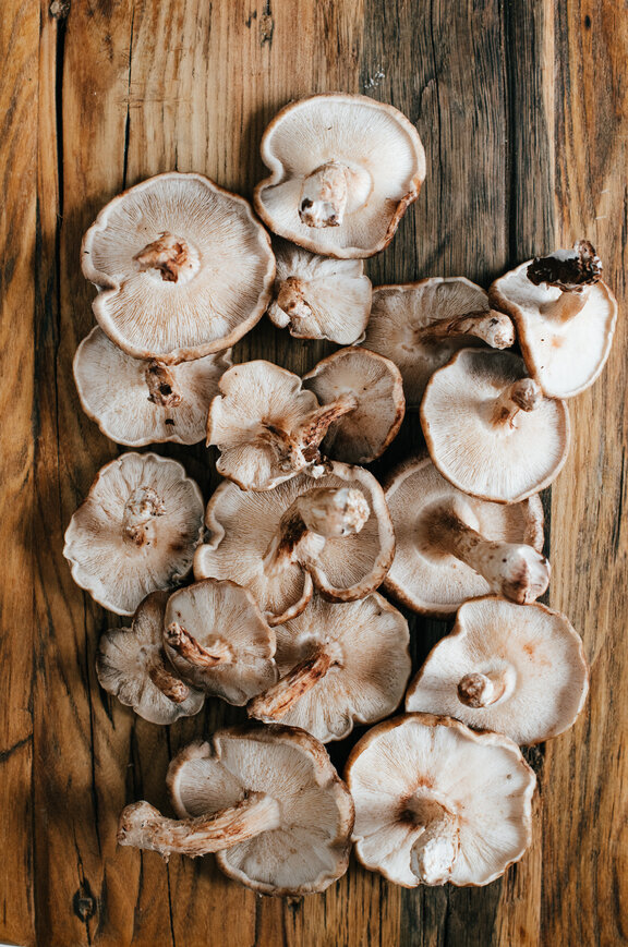 hpv cure mushroom