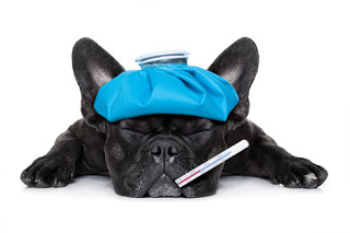 Dog with thermometer in mouth and compress on head