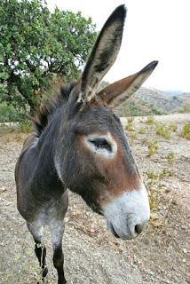 Donkey with big ears