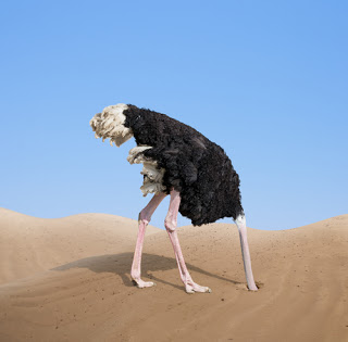 Ostrich burying its head in the sand