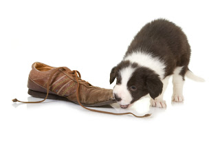 Border collie puppy chewing on shoe