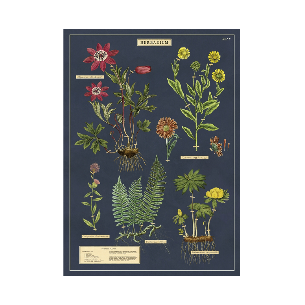 Herbarium Poster — Kaufmannsladen