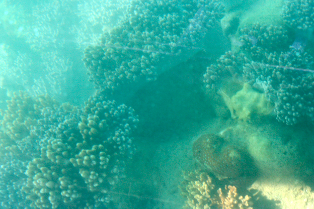 透過玻璃底，還能看到珊瑚。只是拍照就難了——我是說，不容易拍出好照片