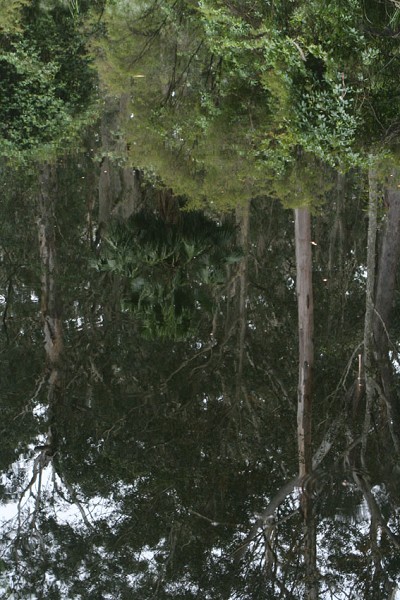 「原生態」林子中的靜謐湖面