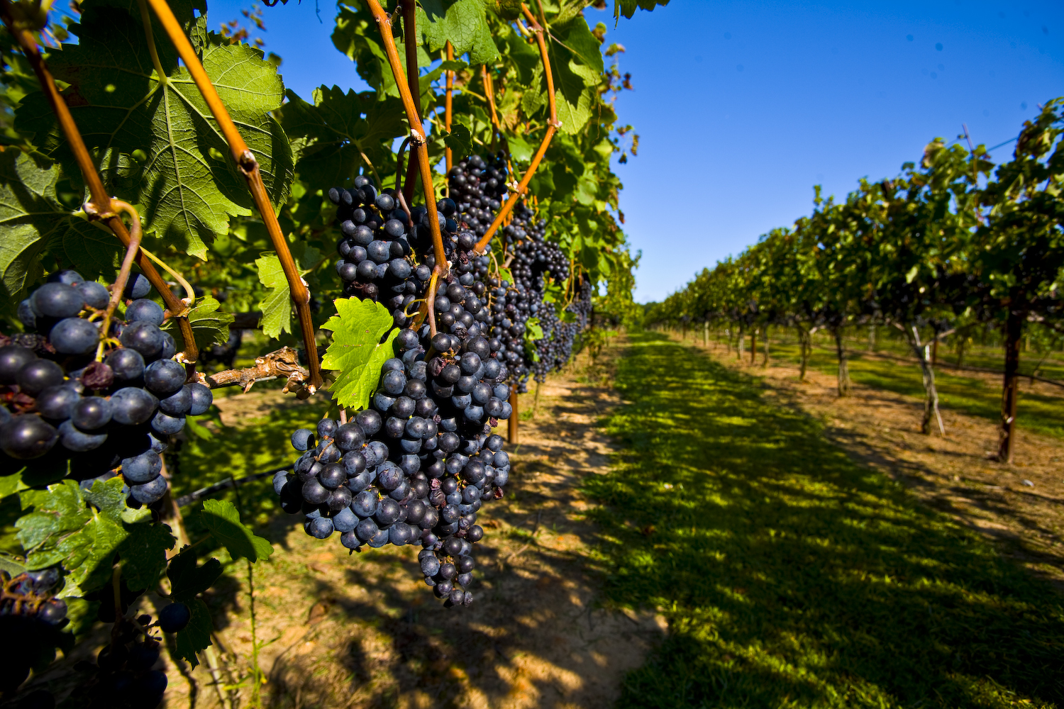 Image result for vineyard