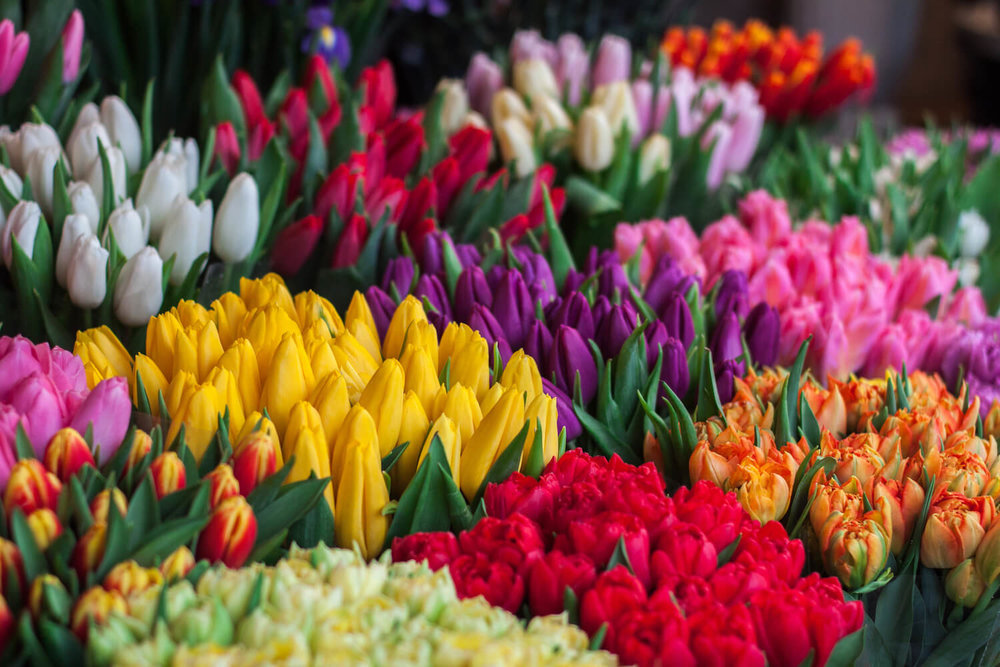 Tulip Mania in Holland - Tulpenmanie - comparisons with Bitcoin