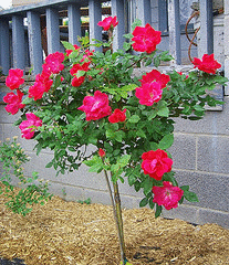 Midwest Gardening — Tree Roses