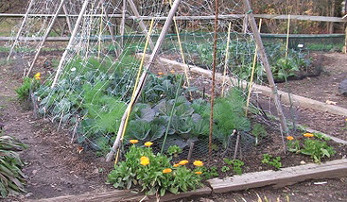 Midwest vegetable garden plants