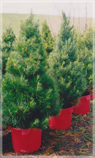 Live potted Christmas trees — Merlino's Christmas Trees