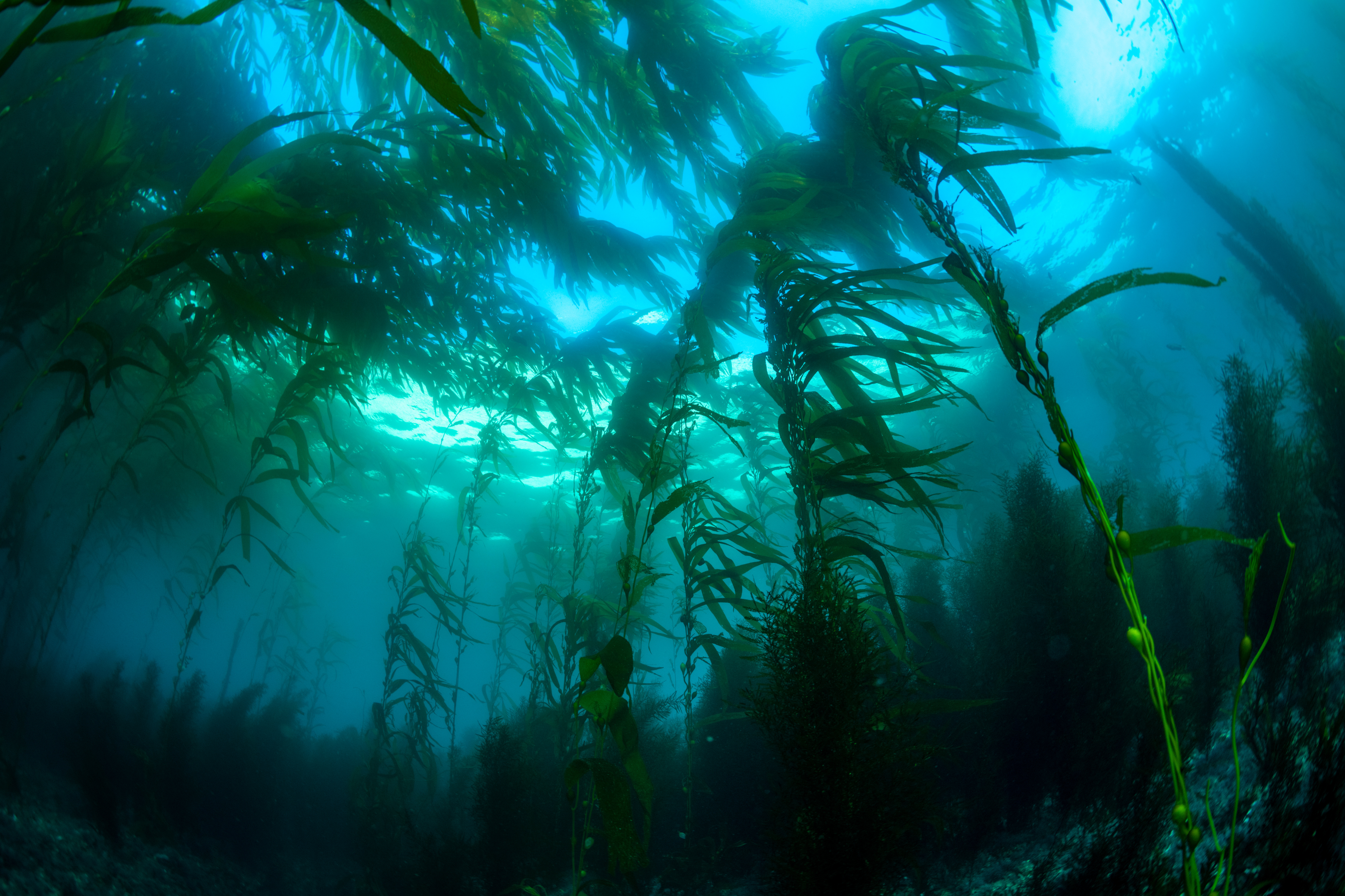 Dramatic shot looking up through a dense kelp canopy with light filtering down