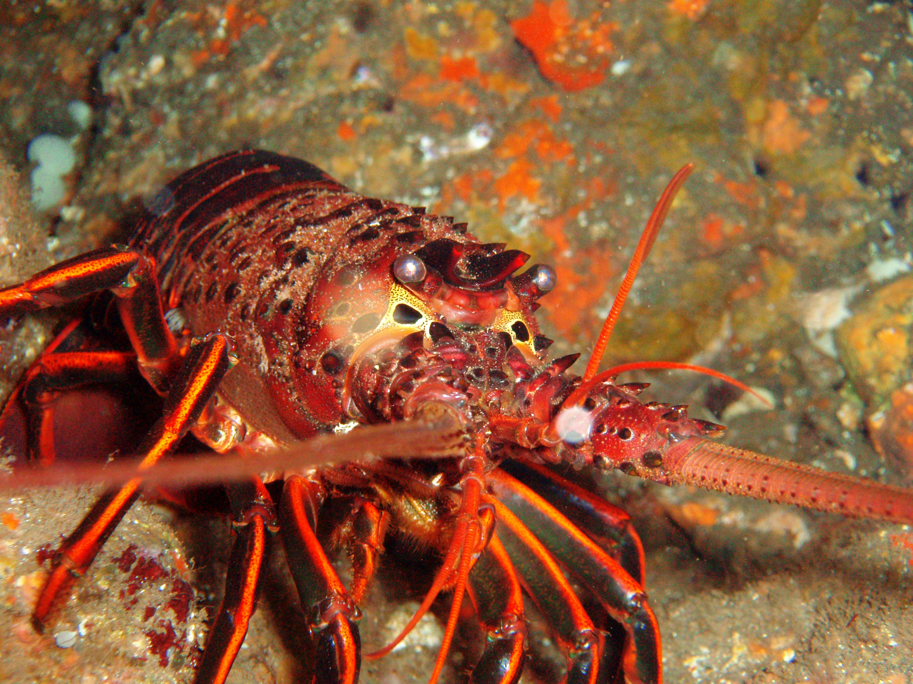 California spiny lobster on rocky reef