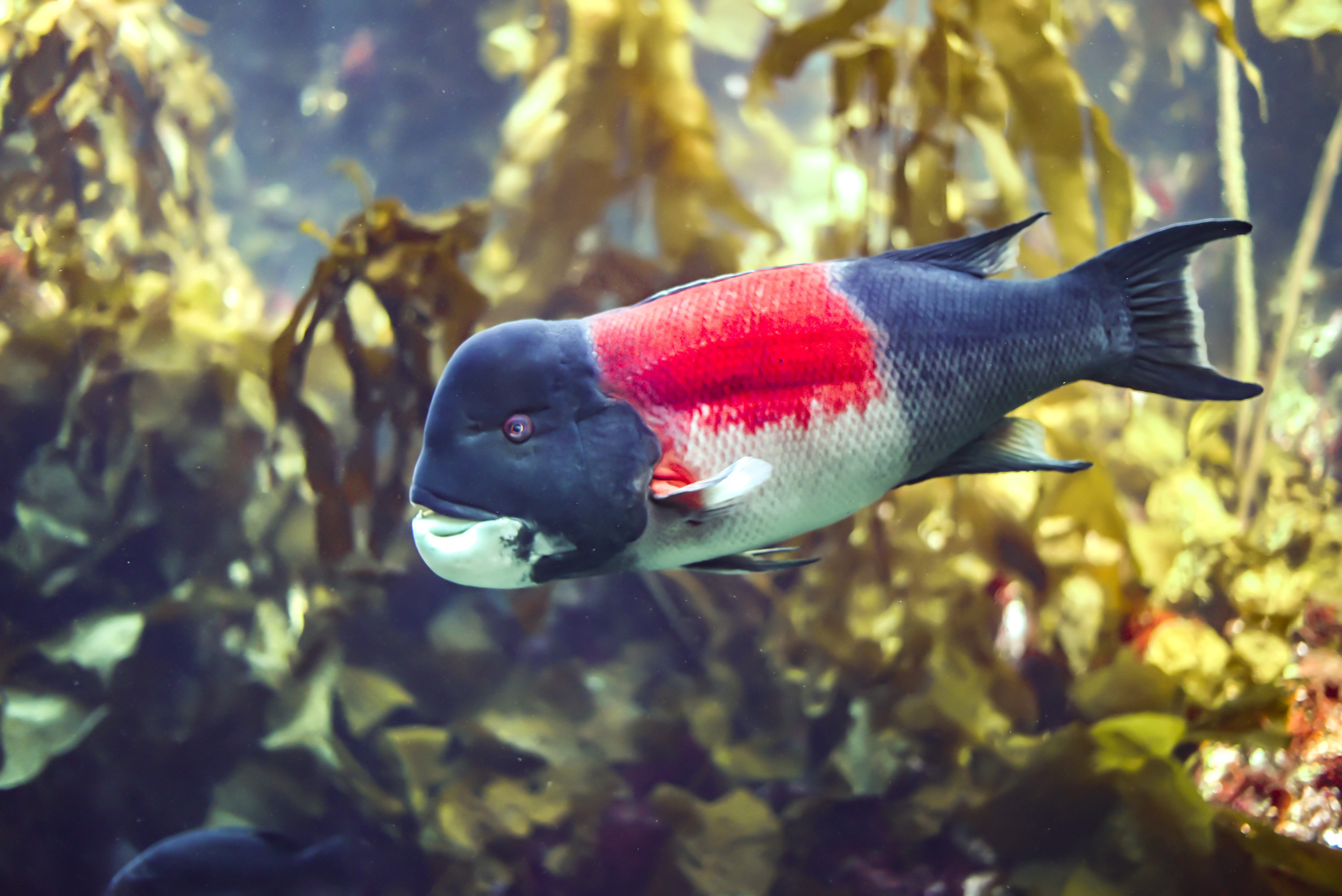 California Sheephead in kelp forest