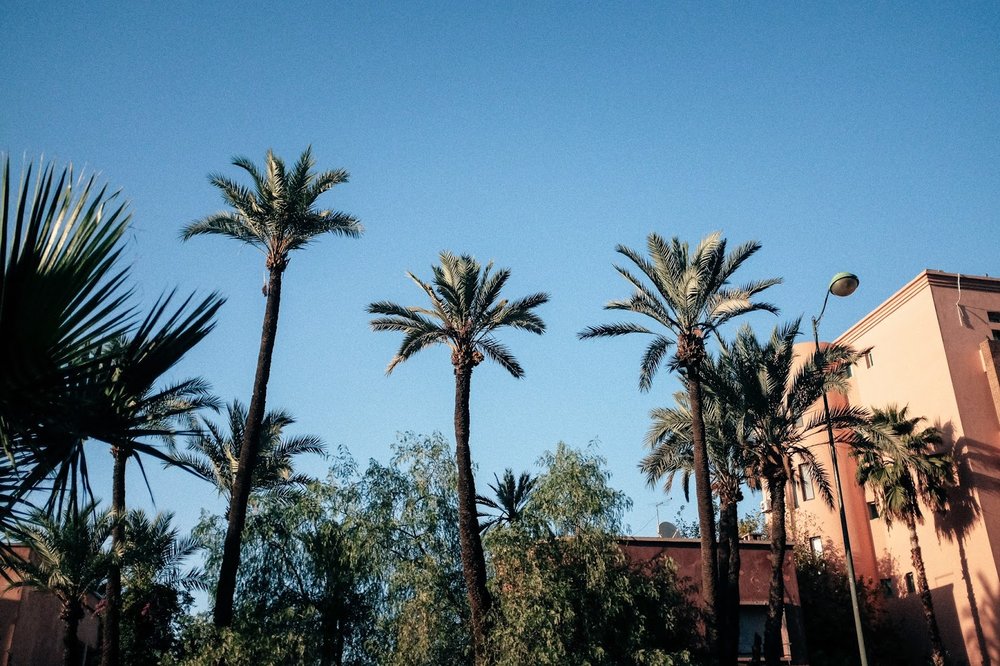 Palm tress in Marrakech Morocco