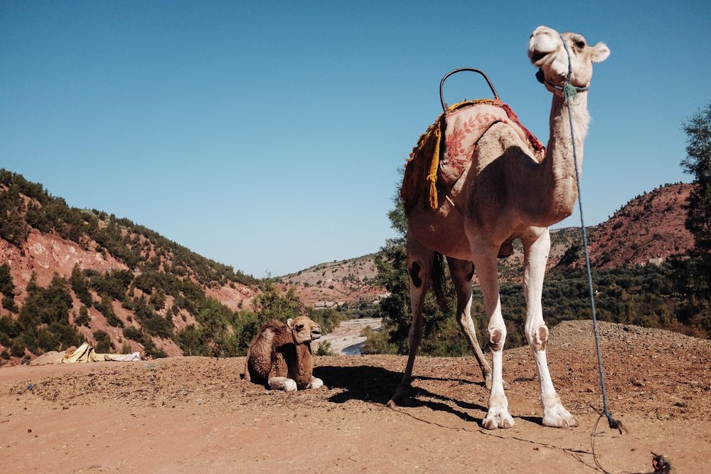 Camels on Atlas Mountains Marrakech Morocco