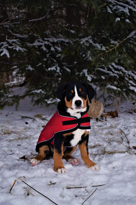 Greenhawk warehouse sale. Shedrow tundra dog coat in red | Pure Horse Sense Blog
