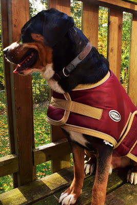 Greenhawk's warehouse sale. Shedrow tundra dog coat in burgundy | Pure Horse Sense Blog